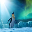 happy-feet-2-5-jpg