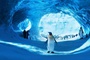 happy-feet-2-la-suite-jpg