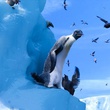 happy-feet-2-le-film-le-george-miller-jpg