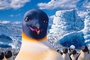 happy-feet-2-jpg