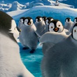la-danse-des-pingouins-happy-feet-2-jpg