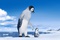 la-suite-des-aventures-happy-feet-2-jpg