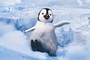 mumble-happy-feet-2-jpg
