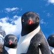 pingouins-happy-feet-2-jpg