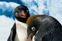 des pingouins pour Happy Feet 2