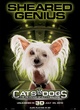 affiche sheared genius