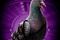affiche stool pigeon