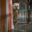chiens et chat en   quipe