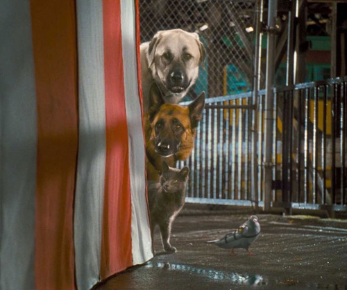 chiens et chat en   quipe