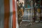 chiens et chat en   quipe
