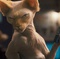 sour puss - Comme chiens et chats - La revanche de Kitty Galore 