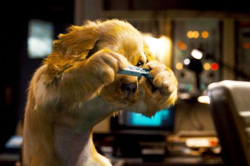 un chien prenant une photo