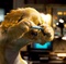 un chien prenant une photo - Comme chiens et chats - La revanche de Kitty Galore 