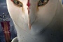 affiche teaser nyra