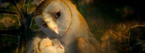 deux chouettes se faisant un calin