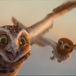 deux chouettes volant