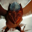 le m  chant metalbeak