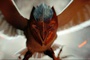 le m  chant metalbeak