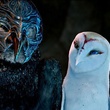 metalbeak nyra