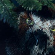 un vieil hibou