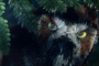 un vieil hibou