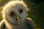 une chouette au bec cass  