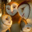 une famille de chouette