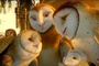 une famille de chouette
