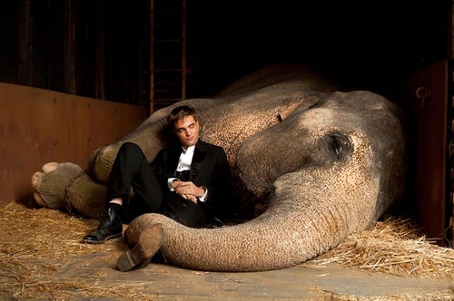robert pattinson