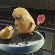 des poussins