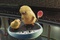 des poussins