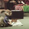 hop le lapin - Hop 
