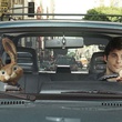 james marsden et hop
