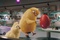 poussin-ballon-jpg