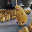 poussins-jpg