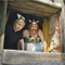 baer-et-depardieu-jpg - Astérix et Obélix : Au service de sa majesté 