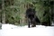 un-loup-noir-jpg