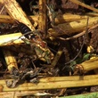 insecte
