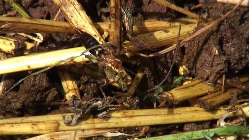 insecte