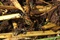 insecte