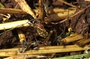 insecte