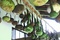 l  gumes