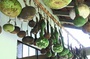l  gumes