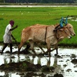 travailleur agriculture