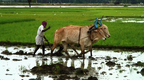 travailleur agriculture