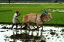 travailleur agriculture