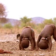 Bébé africain