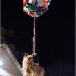 un-chien-accroche-aux-ballons-jpg