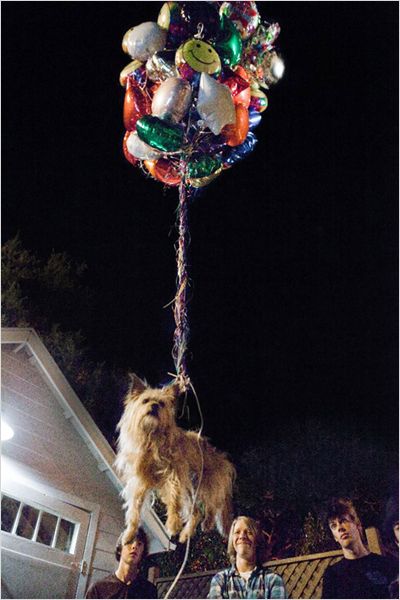 un-chien-accroche-aux-ballons-jpg