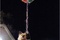 un-chien-accroche-aux-ballons-jpg